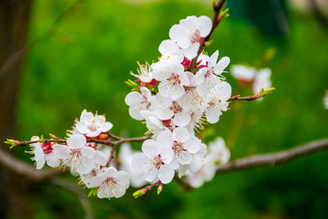 In the spring bloom in the gardens of Japan apple and cherry.