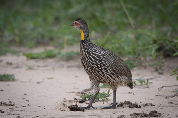 Yellow Necked Spurfowl