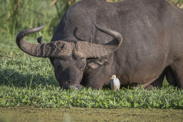 Fototapeta premium Cape Buffalo Bull and Cattle Egret