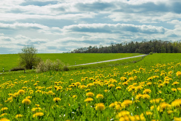 Dandelion flowers - puffy clouds, trees and grass on nature of Europe's spring