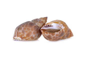 fresh spotted babylon on white background