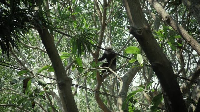 Dusky leaf monkey jumping on a tree. Eat banana wild life