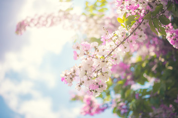 Fototapeta premium Pink flower blossom