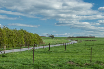 Farm path leading to the horizon at spring. Big green meadow with bushes