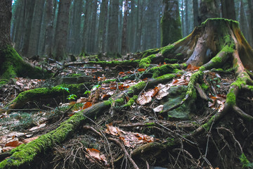 stump tree roots at green forest