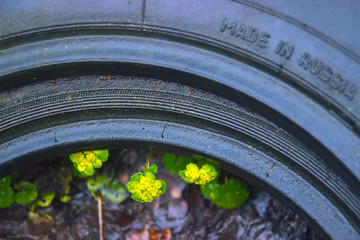 Yellow Opposite Leaved Golden Saxifrage inside the tire