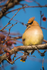 Cedar Waxwing - Bombycilla cedrorum