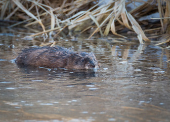 Swimming Muskat - Ondatra Zibethicus