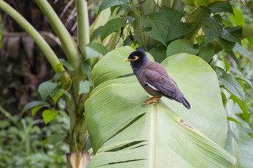 Bird hill mynah sits on a green palm leaf , Gracula religiosa , the most intelligent in the world