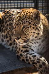 Portrait of the leopard