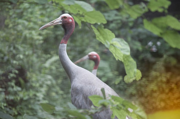 Portrait of Eastern Sarus Crane (Grus Antigone Sharpii ).