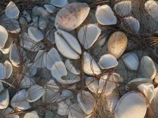 Seashells in the sand A bunch of seashells in the sand covered with pine cones