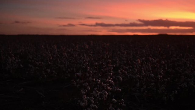 Fields on cotton ready for harvesting in Oakey, Queensland