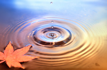 Dry marple leaf on water surface, water drops, fall background