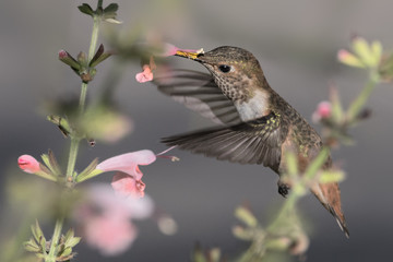 Female Allen's hummingbird.