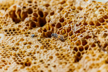 Honeycomb hem or Apis florea