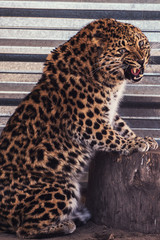 Portrait of the leopard