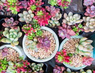 colorful Miniature succulent plants