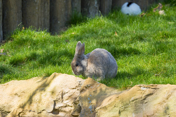 Naklejka premium Gray bunny rabbit posing on green grass and stones