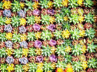 colorful Miniature succulent plants