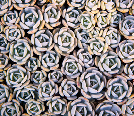 colorful Miniature succulent plants