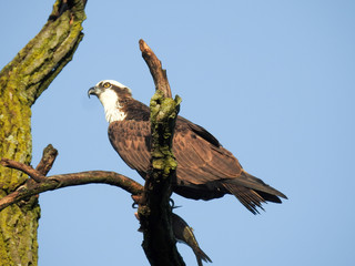 Osprey - Washington, DC