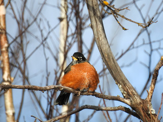 American Robin - Calumet, MI