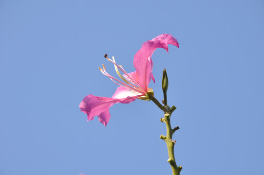 Chongkho flowers