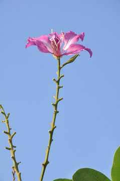 Chongkho flowers