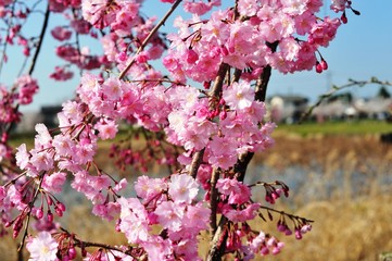 大貞公園の桜