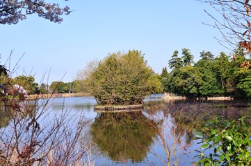 Obraz premium 大貞公園の桜