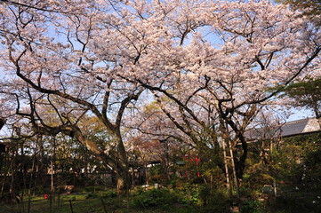 中津公園の桜