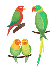 Cartoon tropical parrot wild animal bird vector illustration wildlife feather zoo color nature vivid.