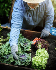 Senior adult planting vegetable from backyard garden