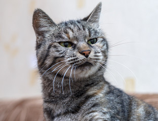 Smooth-haired cat with green eyes frowns