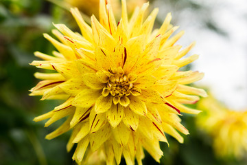 Obraz premium Guzman Flower 15