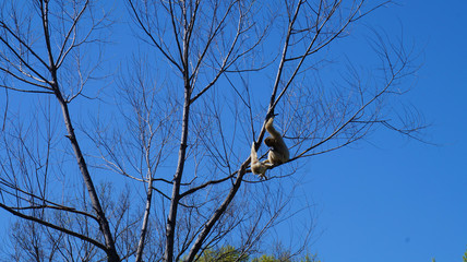 White Monkey In a Tree