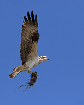 An Osprey ( Pandion haliaetus) bringing nesting material to a platform nest at Ft. Desoto Park near St. Pete Beach, Florida.