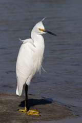 Snowy Egret (Egretta thula) standing on a beach near St. Pete Beach, Florida.