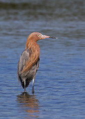 Reddish Egret (Egretta rufescens) standing in shallow water at sunset near St. Pete Beach, Florida.