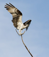 An Osprey ( Pandion haliaetus) landing on a small branch at Ft. Desoto Park near St. Pete Beach, Florida.