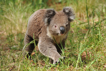 Koala marchant sur le sol à la recherche de femelles