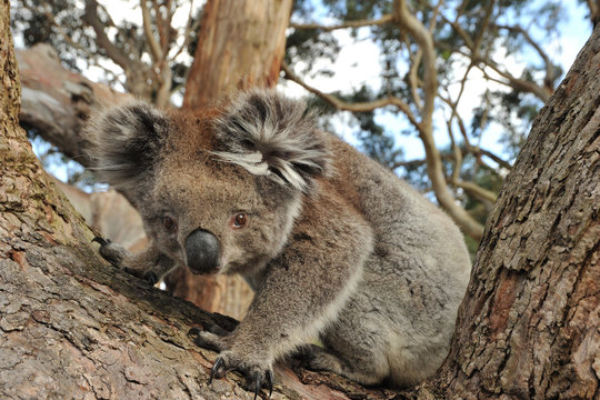 Koala looking into the camera