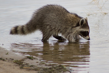 Raccoon foraging for food
