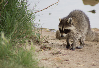 Raccoon walking on shoreline towards grass