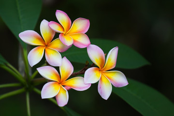 Fototapeta premium Plumeria flowers, natural tree