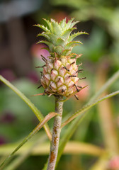 Growing small pineapple on a stem with reddish leaves