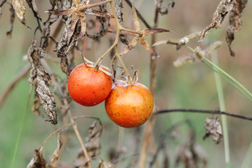 bunch of tomatoes ripening on the branch