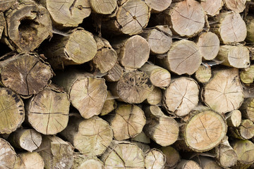 Detail of a lot of round logs - wooden abstract background. Outdoor rack with firewood logs.