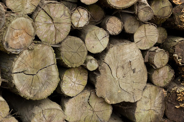 Detail of a lot of round logs - wooden abstract background. Outdoor rack with hut construction logs.